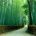 The Beauty of a Bamboo Garden